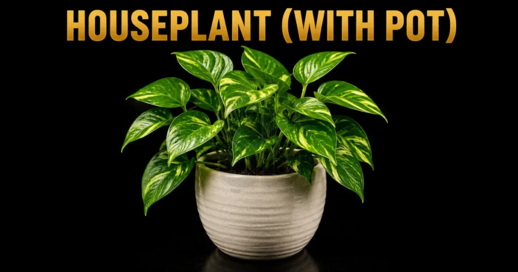 houseplant